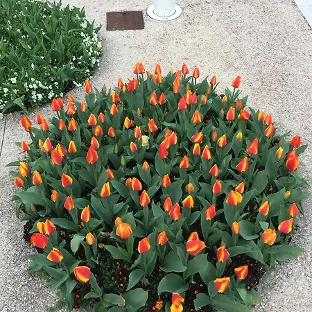 Caba D'annunzio * Bardolino